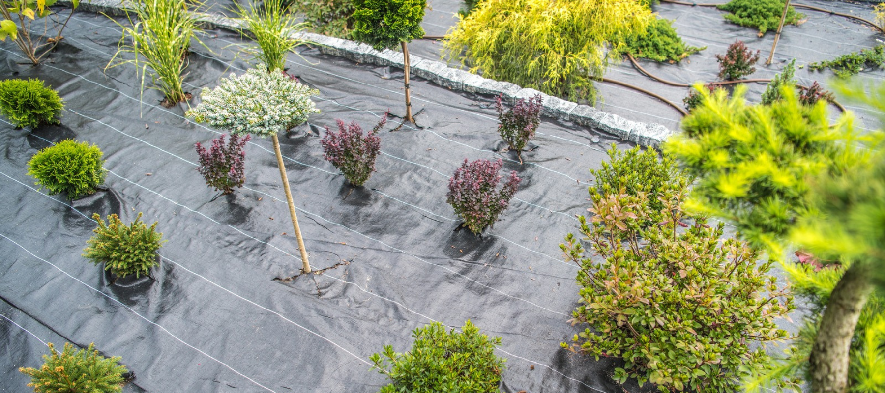 Tips for Properly Laying Out Ground Cover in Your Garden or Greenhouse