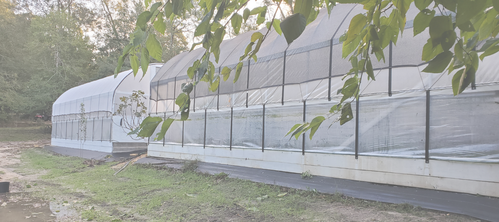 Preparing Your Greenhouse For Storms: A Comprehensive Guide