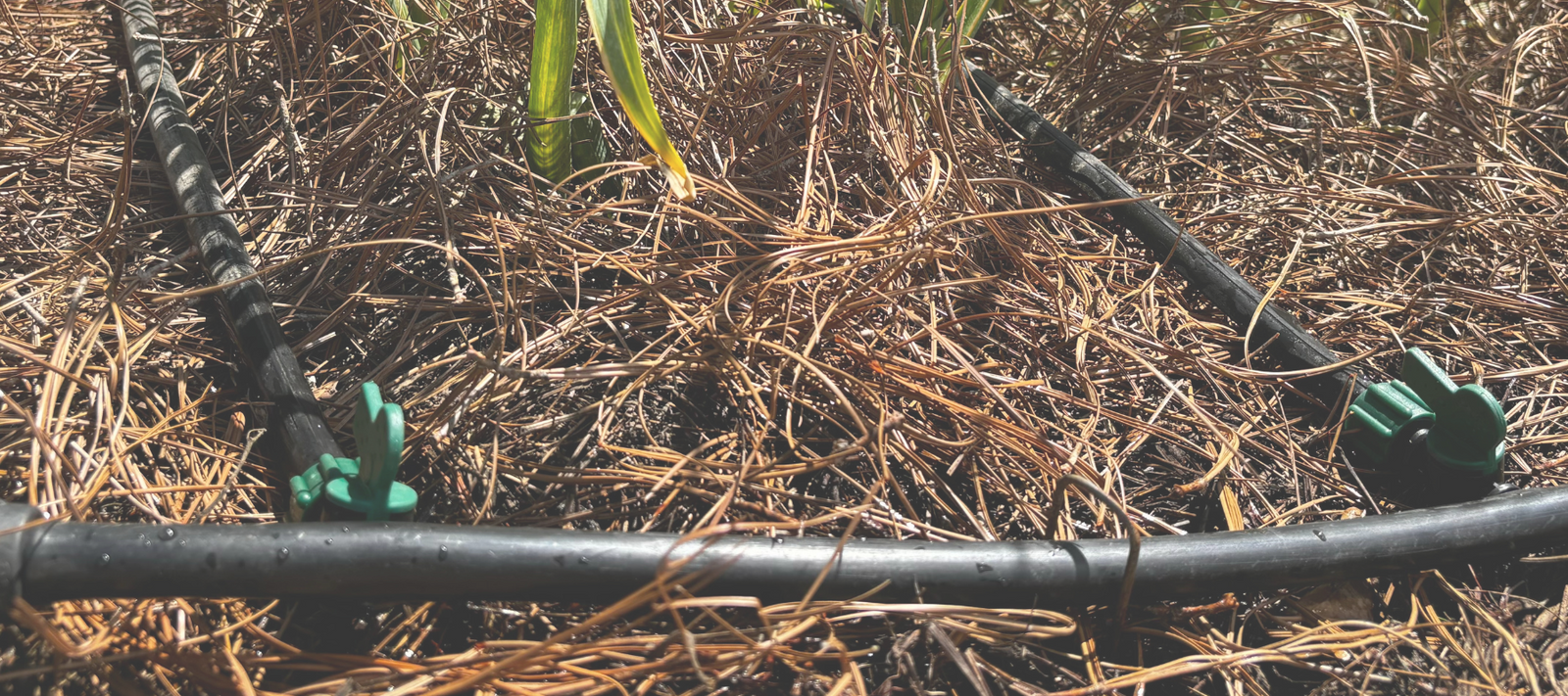 Tips for Choosing the Perfect Irrigation System đ±