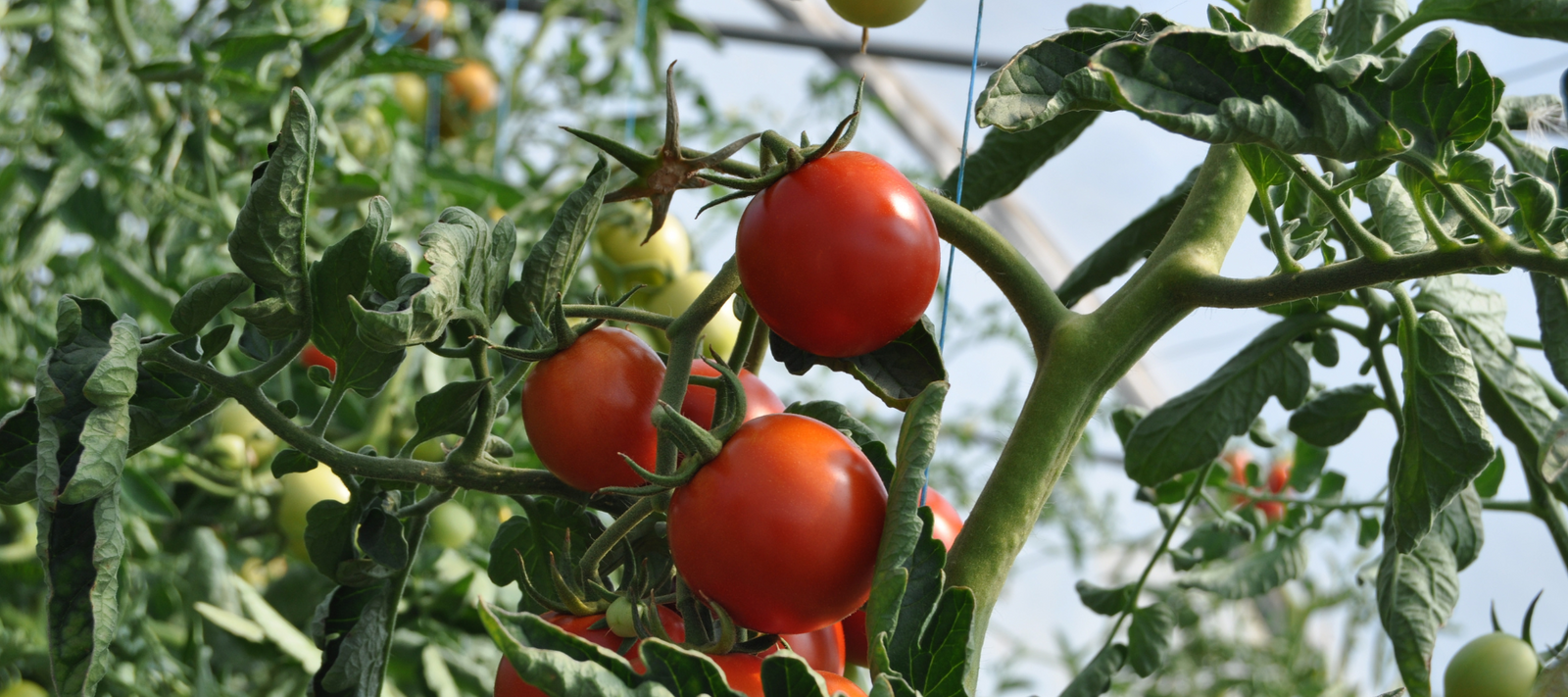 Sweating Your Tomatoes? How to Cool Down Your Greenhouse