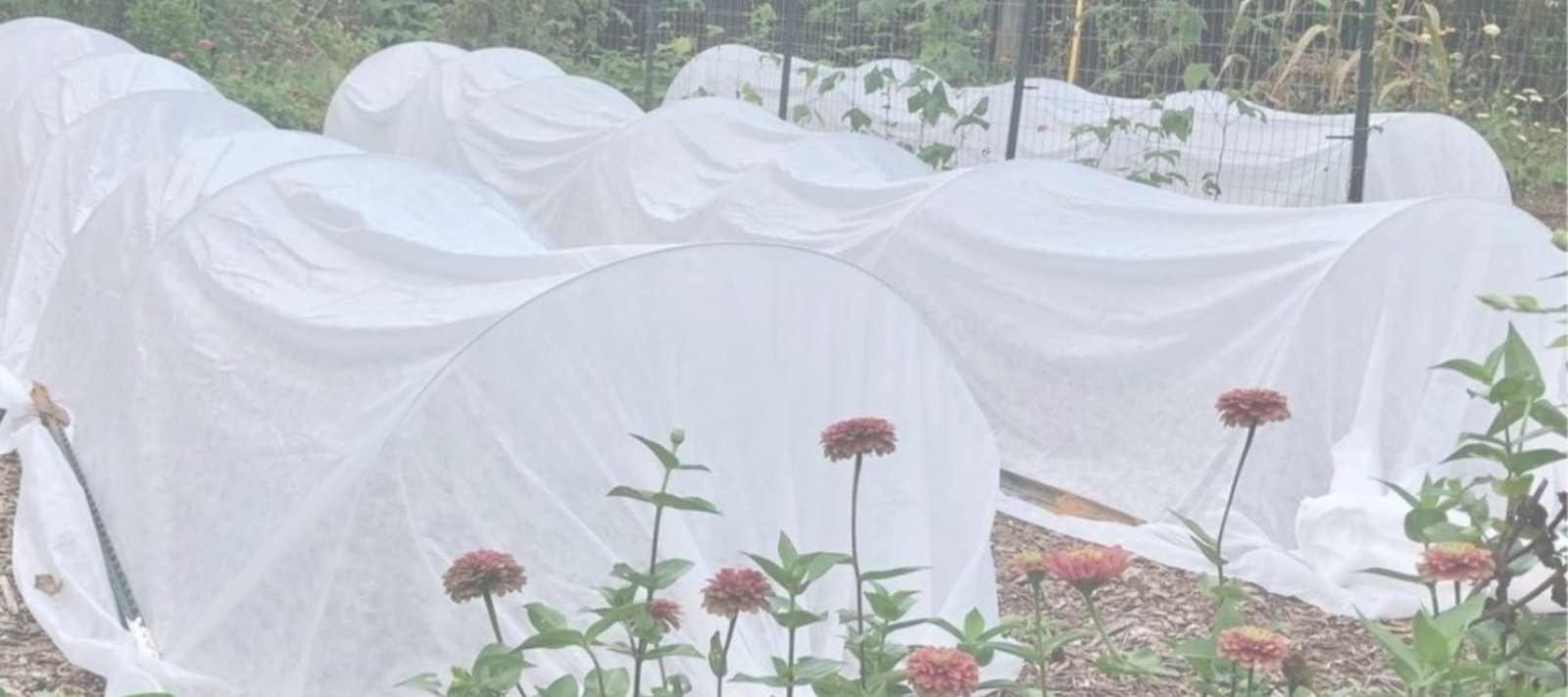 🌿 How and When to Winterize Your Garden