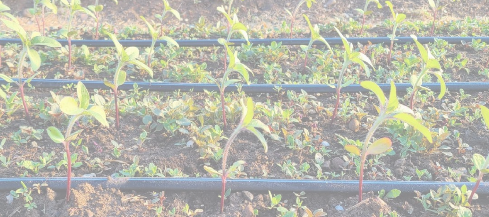 The Benefits of Having a Garden (And Special Plants That Give You Even More!)