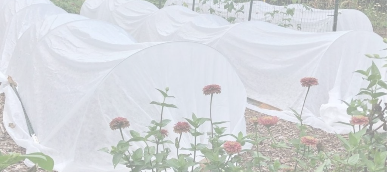 Gardening without a Greenhouse: Frost blanket and poly spun fiber cloth, with timely transplants