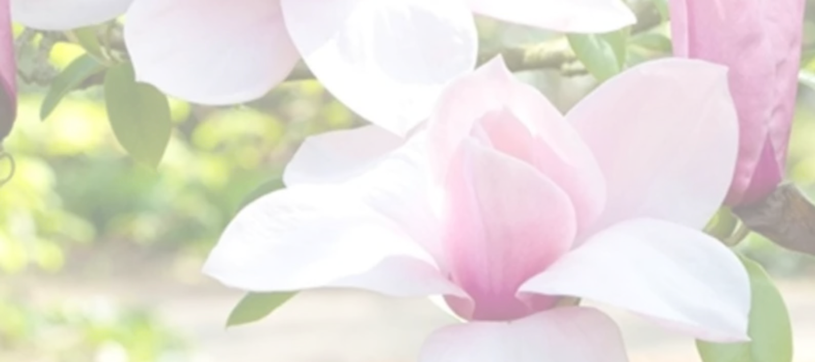 Jane Magnolia Care Guide