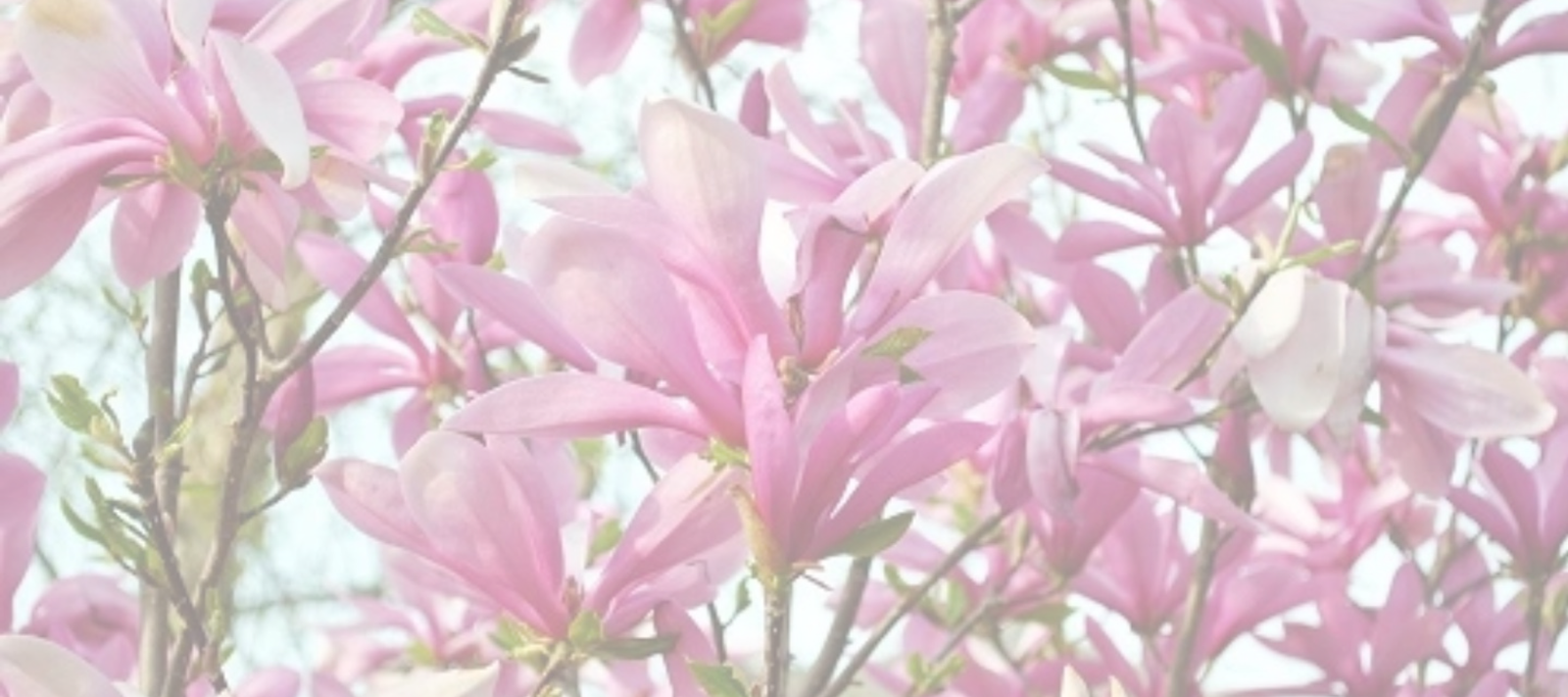 Ann Magnolia Care Guide