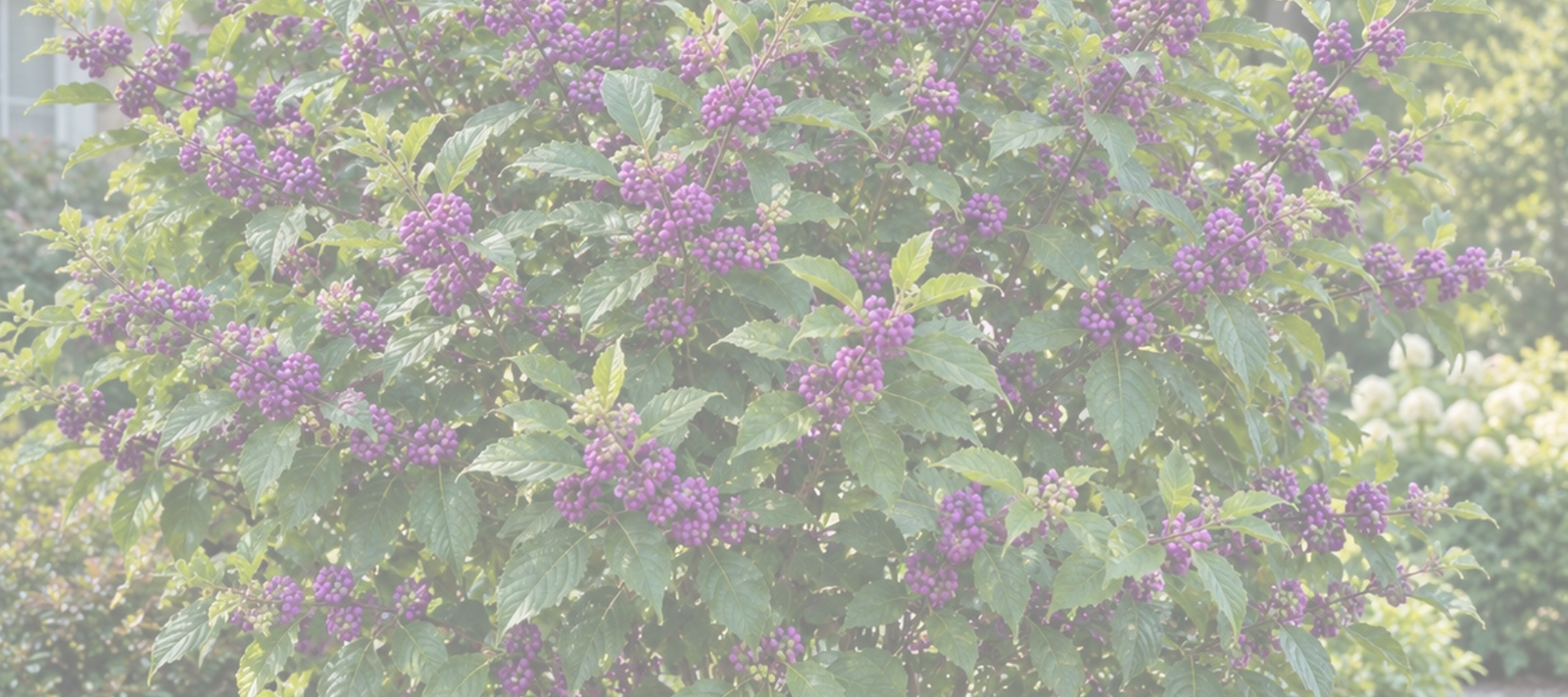 Early Amethyst Beautyberry Care Guide