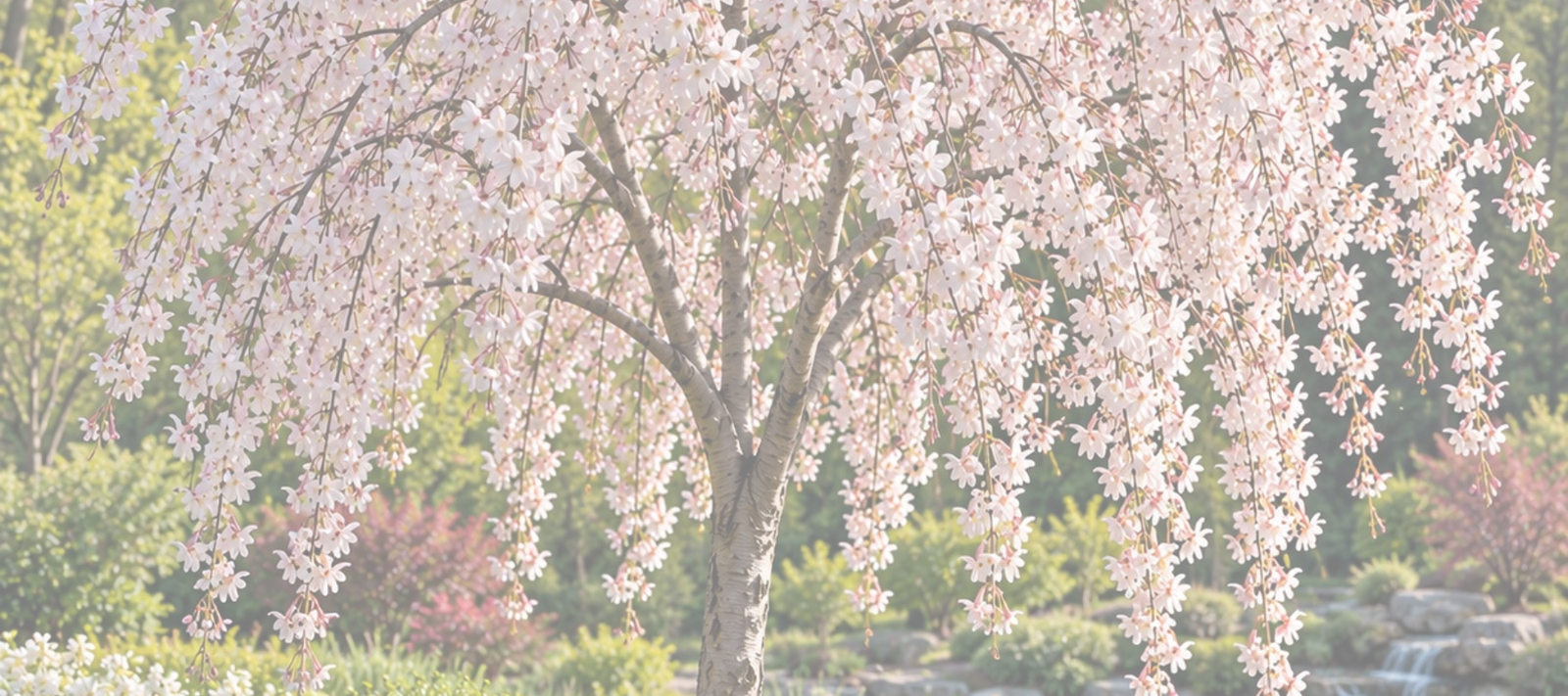 Weeping Yoshino Cherry Care Guide