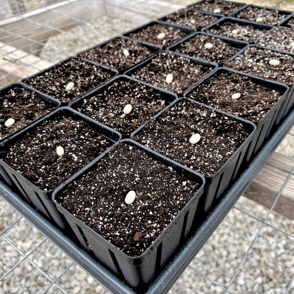 black plastic trays for plants 3.5" x 5" Deep Black Square Greenhouse Mega Pots - P86D