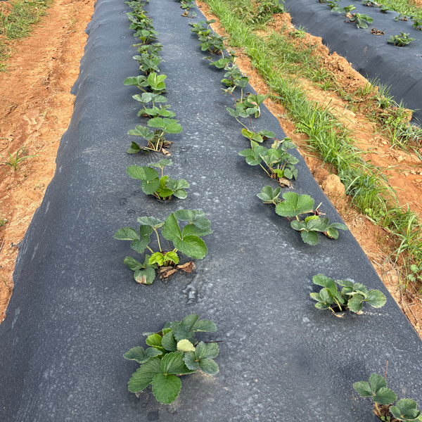 planting under plastic Black Plastic Mulch 1.0 mil Embossed