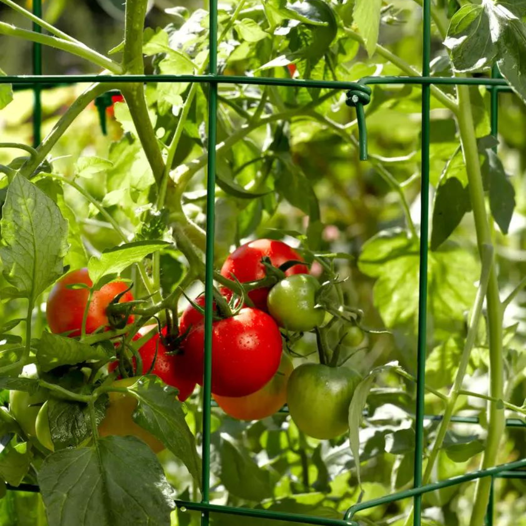 58&quot; Tomato Cages