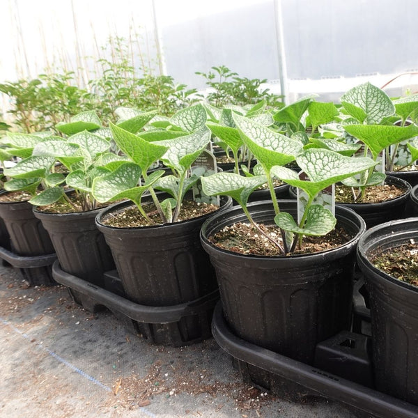 1/2 gallon plant pots 2 Gallon Trade Black Nursery Pots