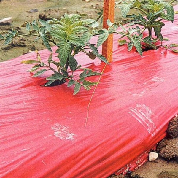 planting tomatoes in plastic Red Plastic Mulch 1.0 mil Embossed