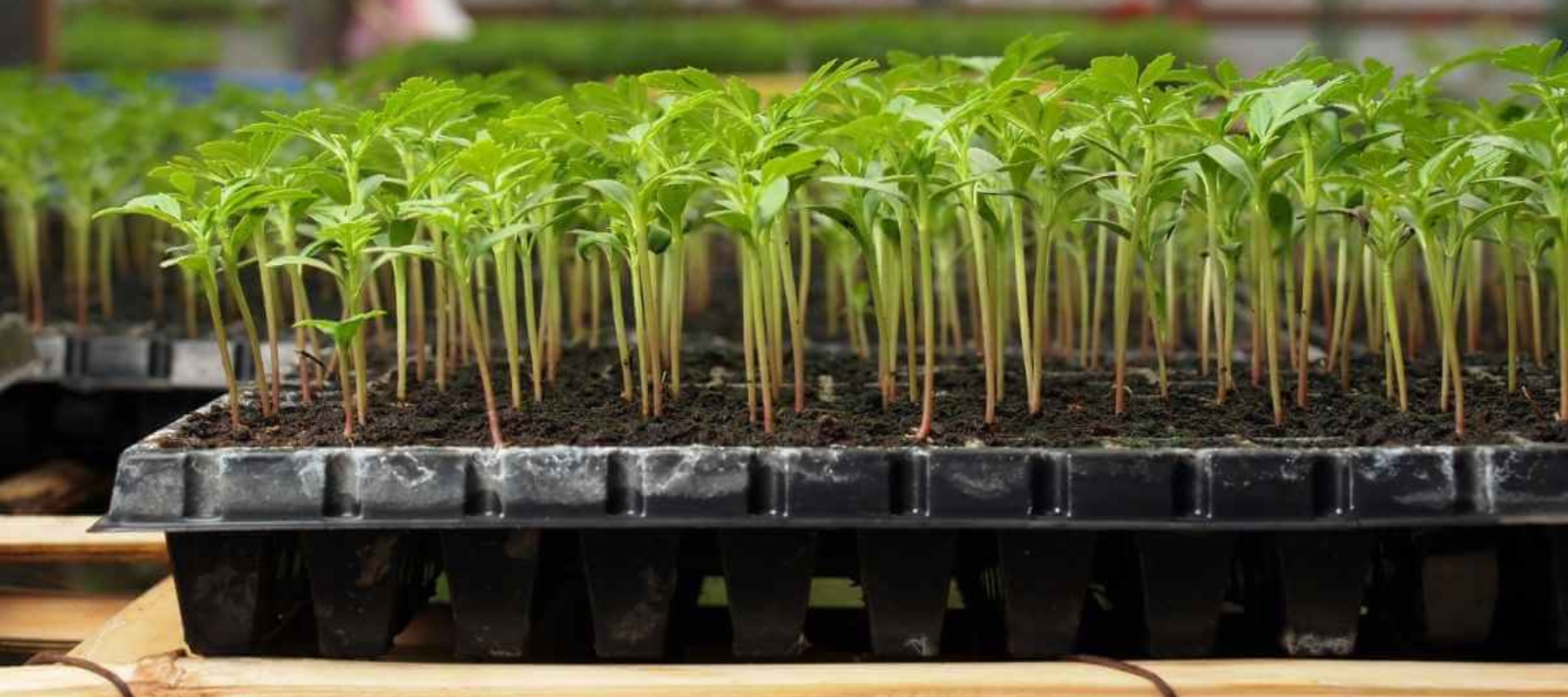 A Beginner's Guide to Starting Seeds Indoors