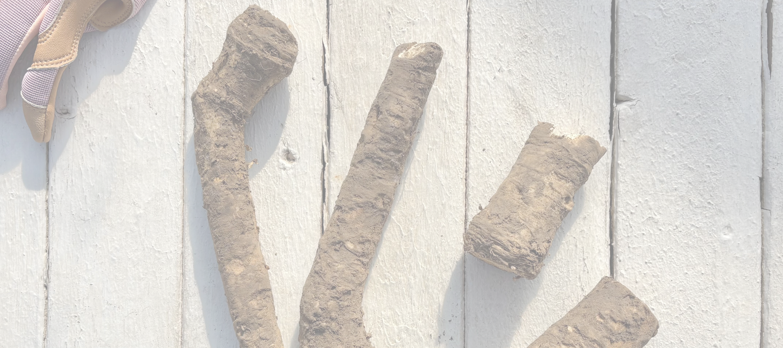 Rooted in Possibility: The Hidden Benefits of Bare-Root Plants