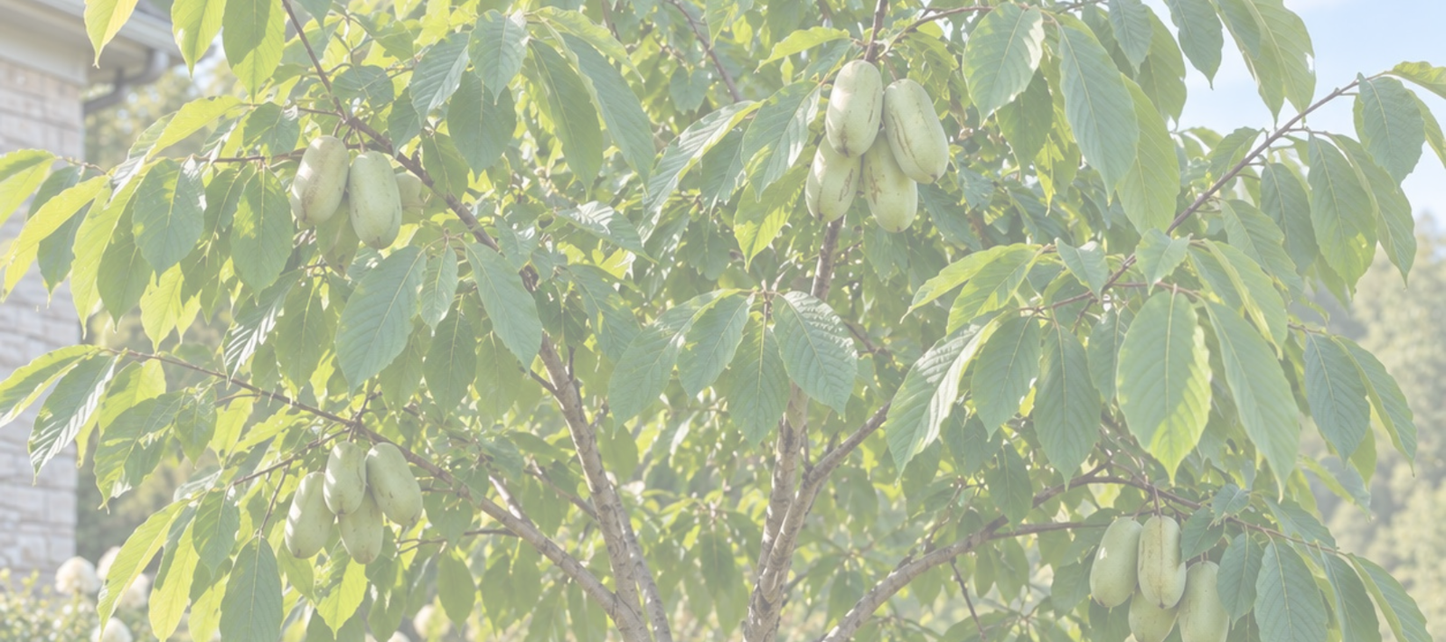 Pawpaw Tree Care Guide
