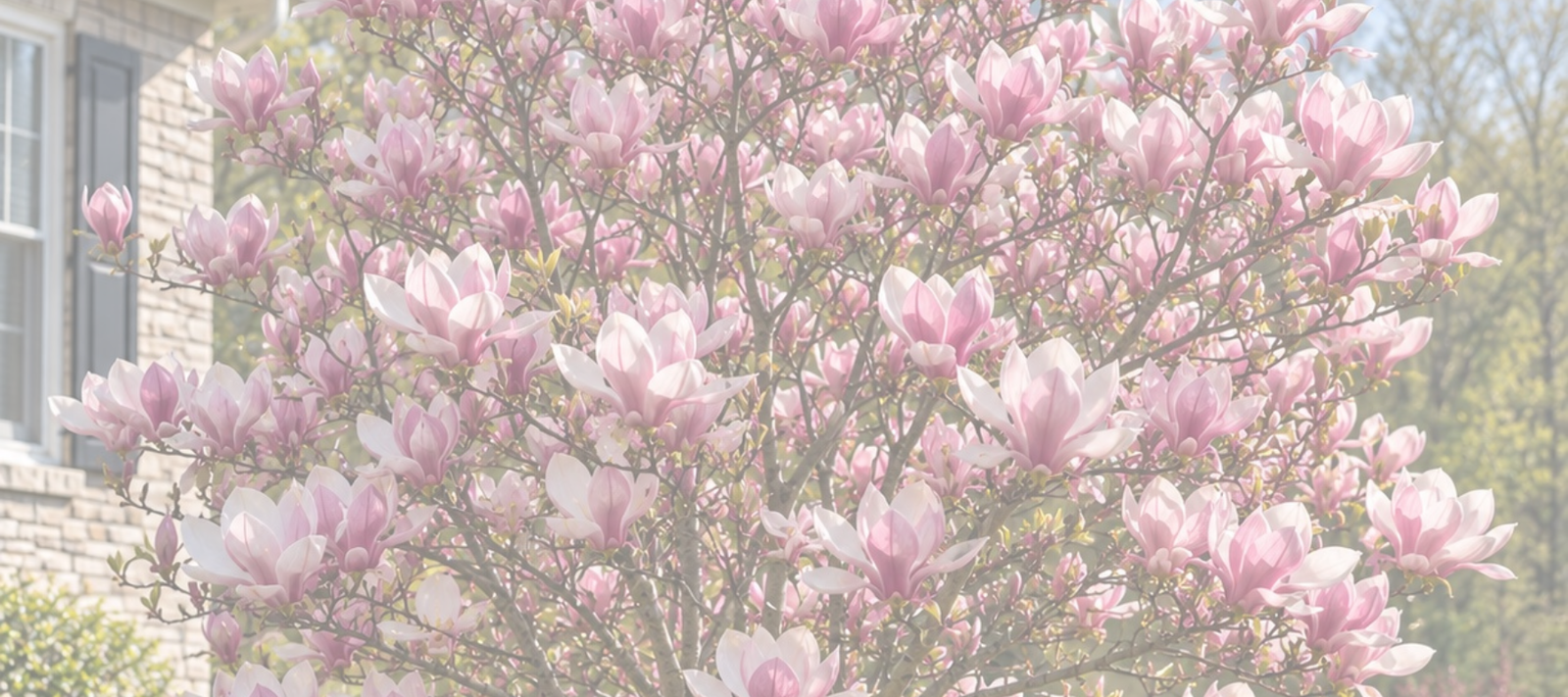 Saucer Magnolia Care Guide