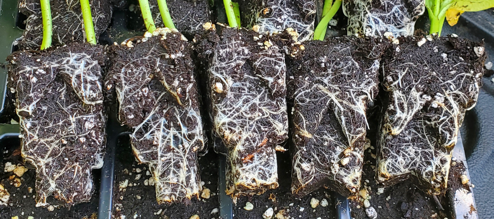 Enhance Plant Growth and Transplant Success with RootMaker Root Production Tools