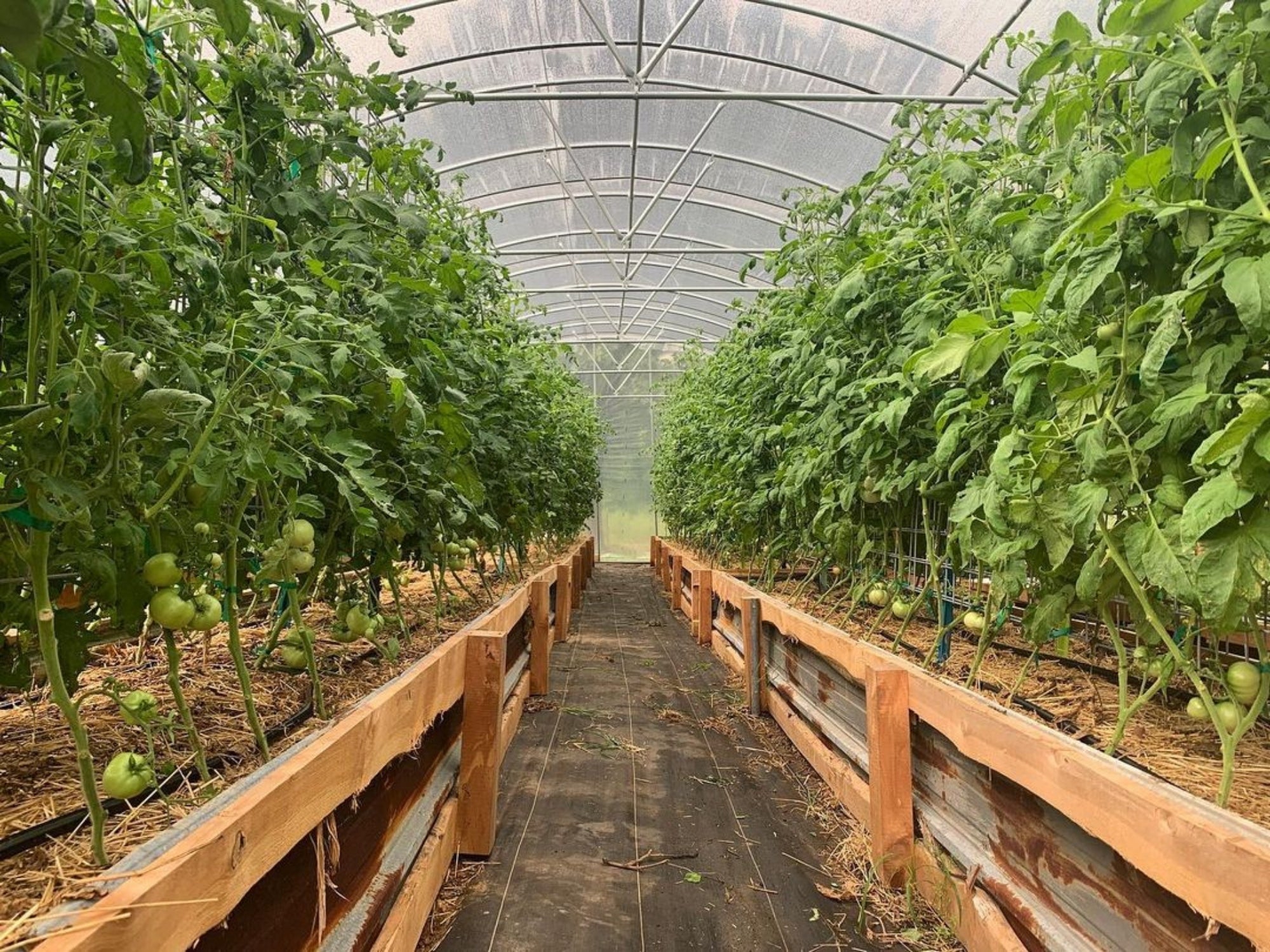 8 Things You Should Consider Before Purchasing Your Greenhouse