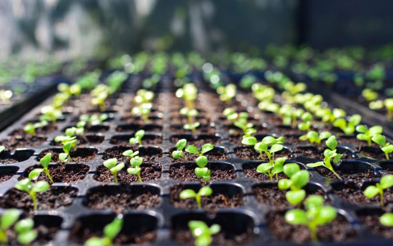 How to Prepare for Seed Starting: Must-Have Products and Tips