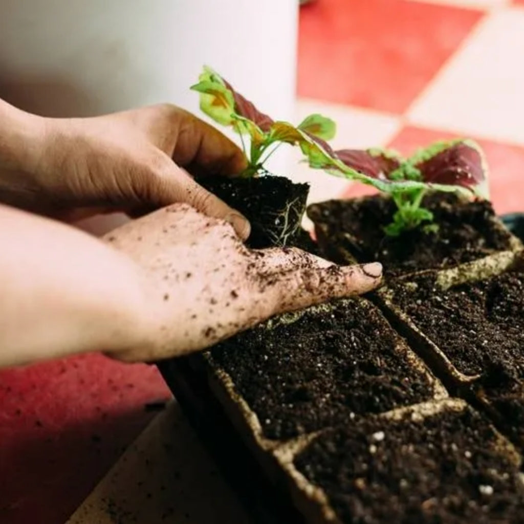 Natural Pots