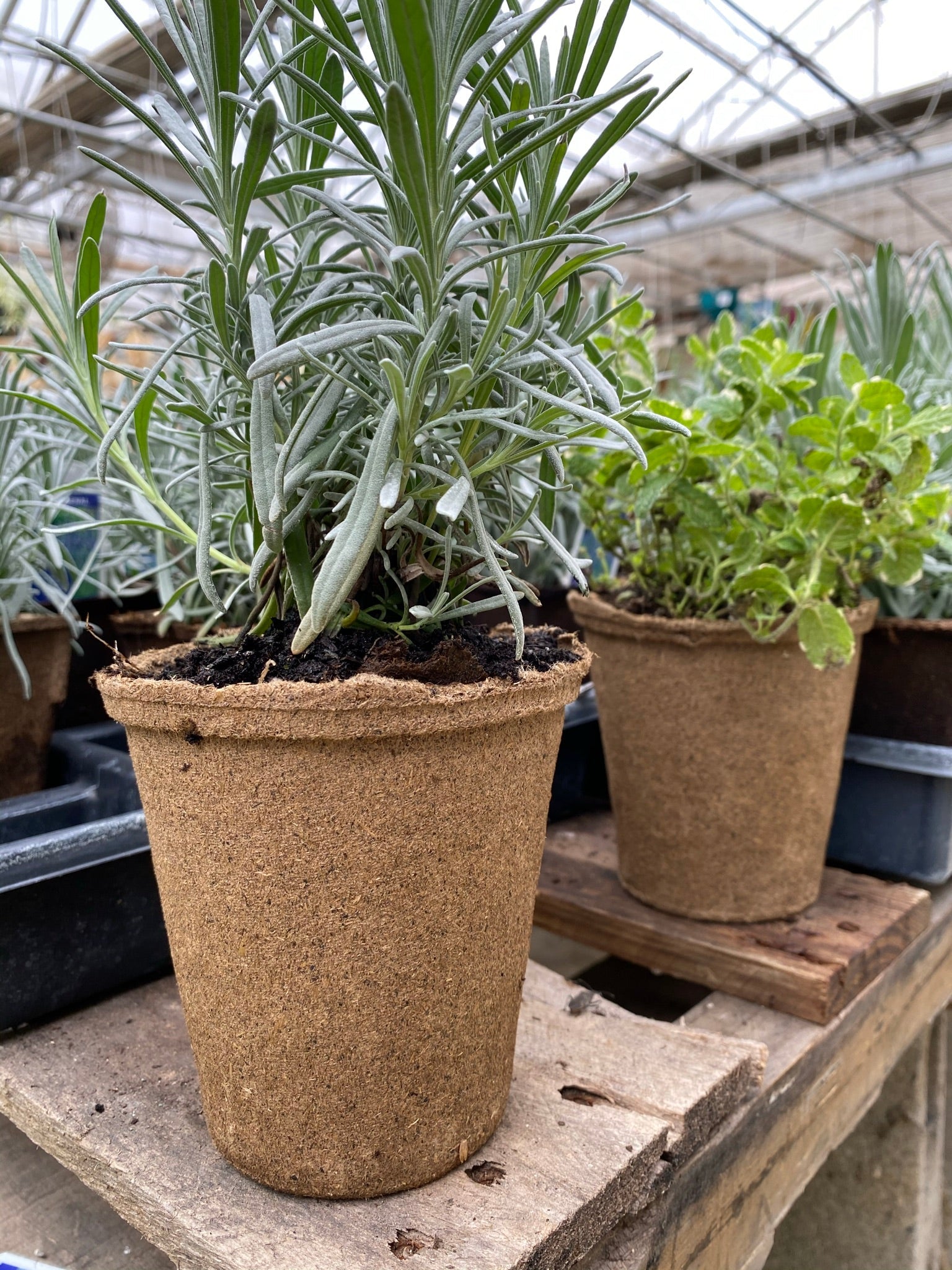 Round CowPots