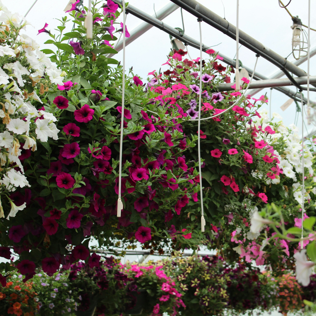 Hanging Baskets