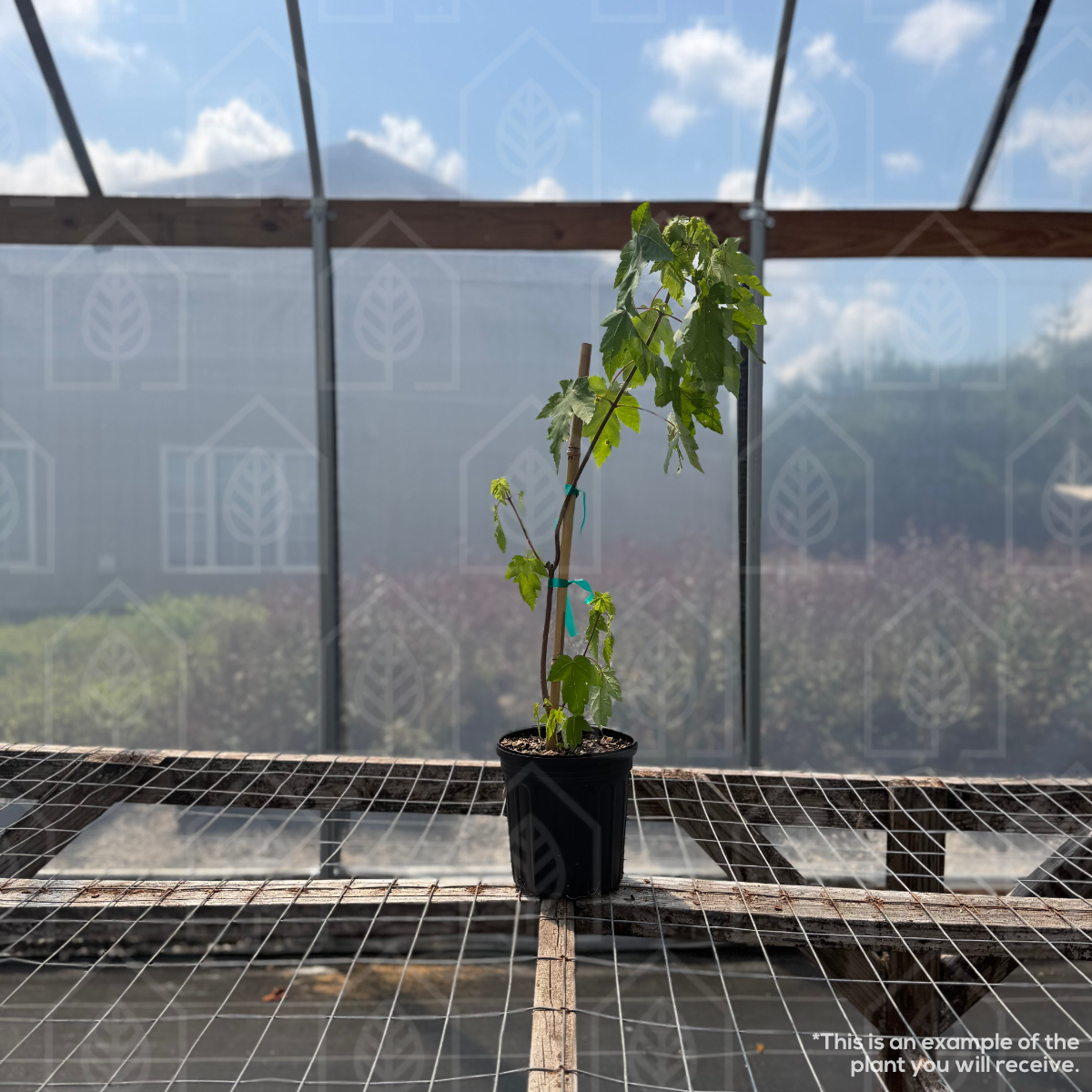 Autumn Blaze® Maple - Acer r. x freemanii