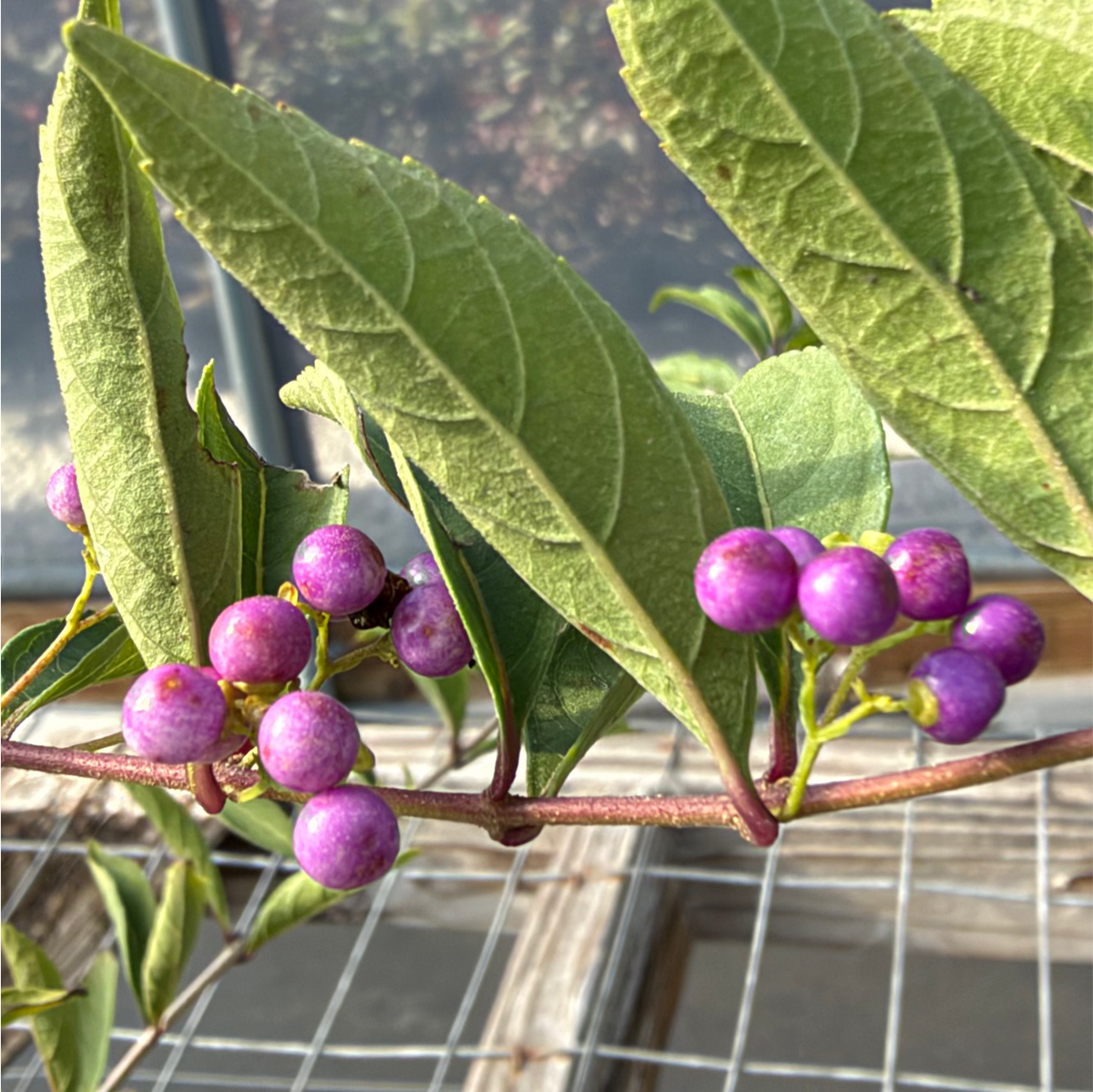 Beautyberry 'Early Amethyst' - Callicarpa dichotoma 'Early Amethyst'