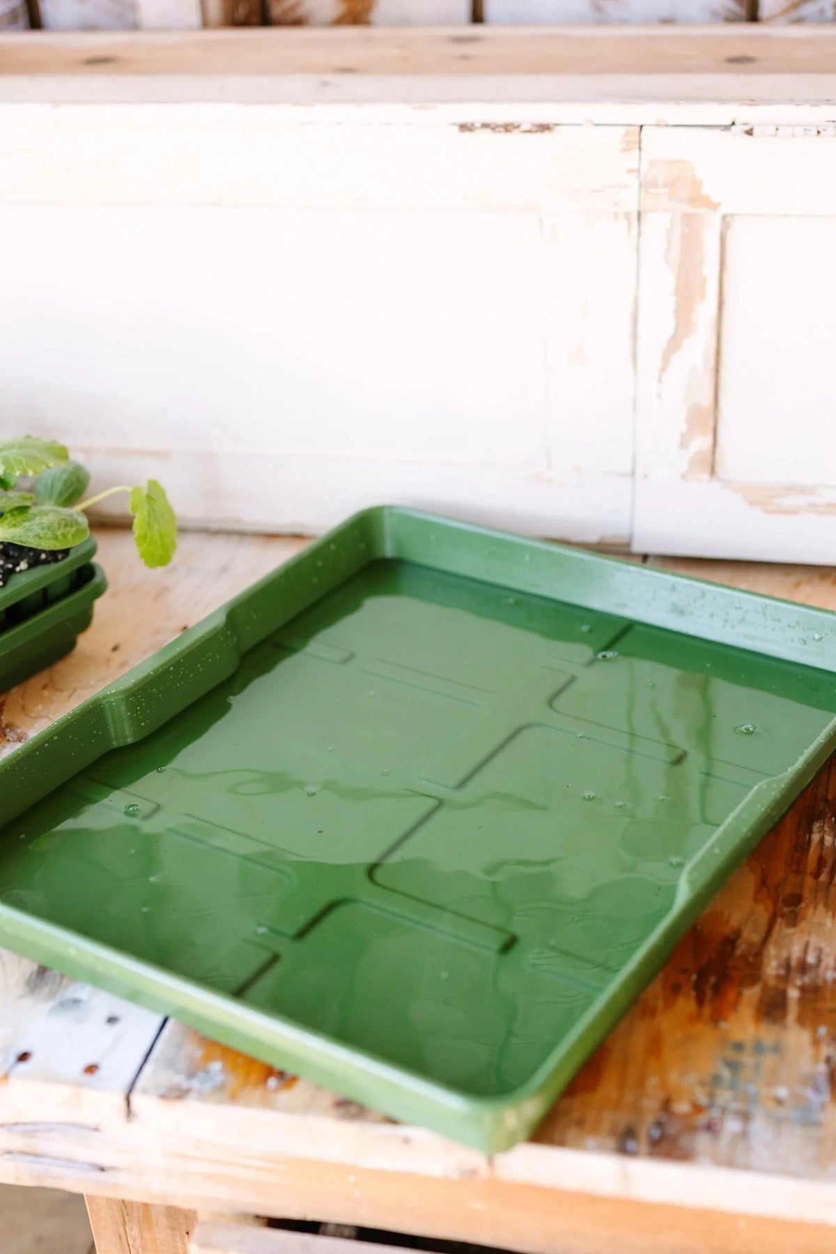 GreenStalk Seed Starter Kit with Domes | Evergreen 