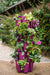 5 Tier GreenStalk Original Vertical Planter | Peppercorn (Basic Texture) (Copy) 