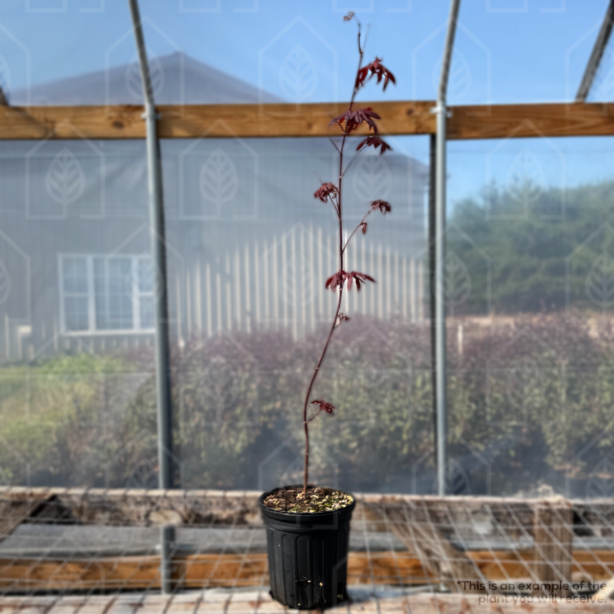 Red Japanese Maple - Acer palmatum 'atropurpureum'