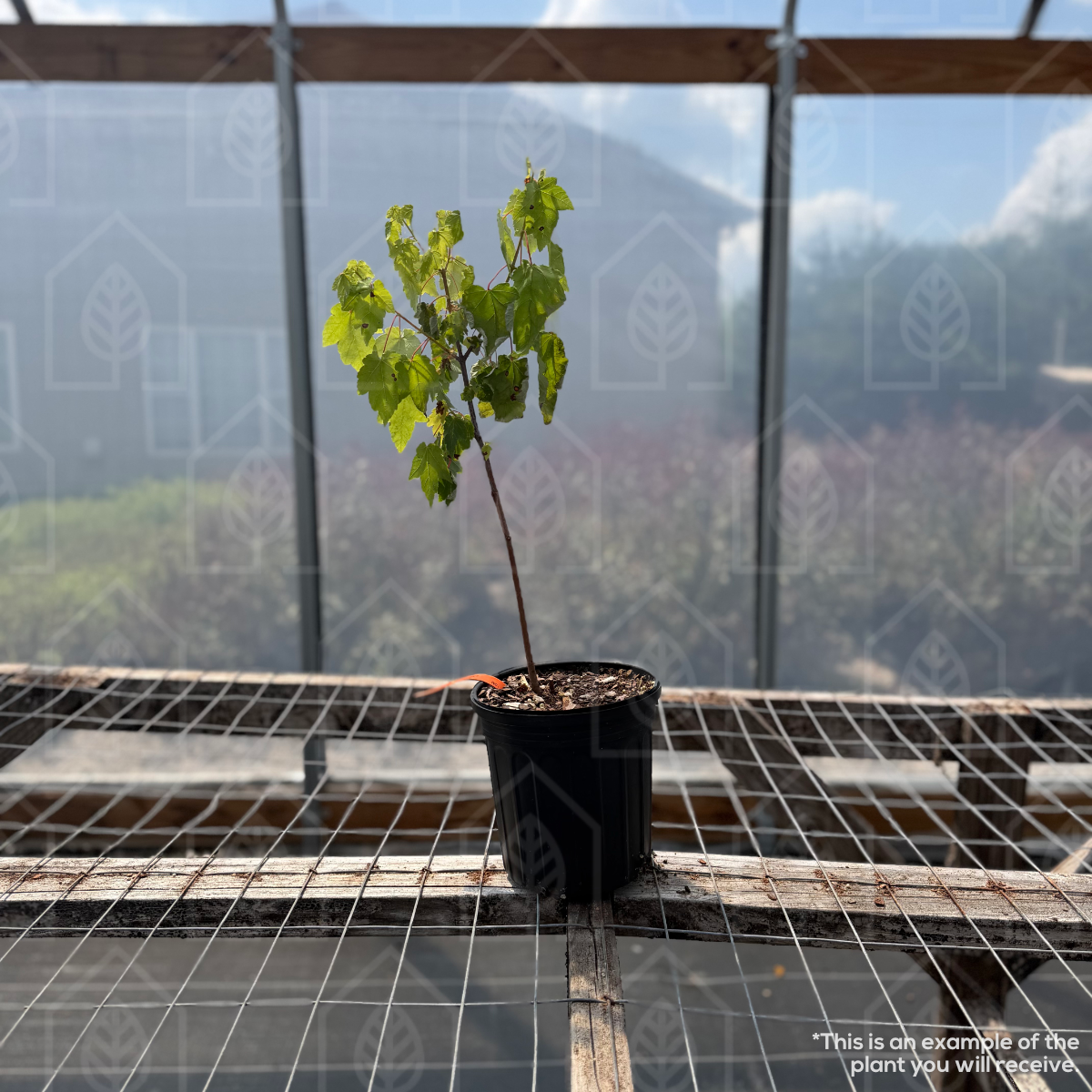 October Glory® Maple - Acer rubrum