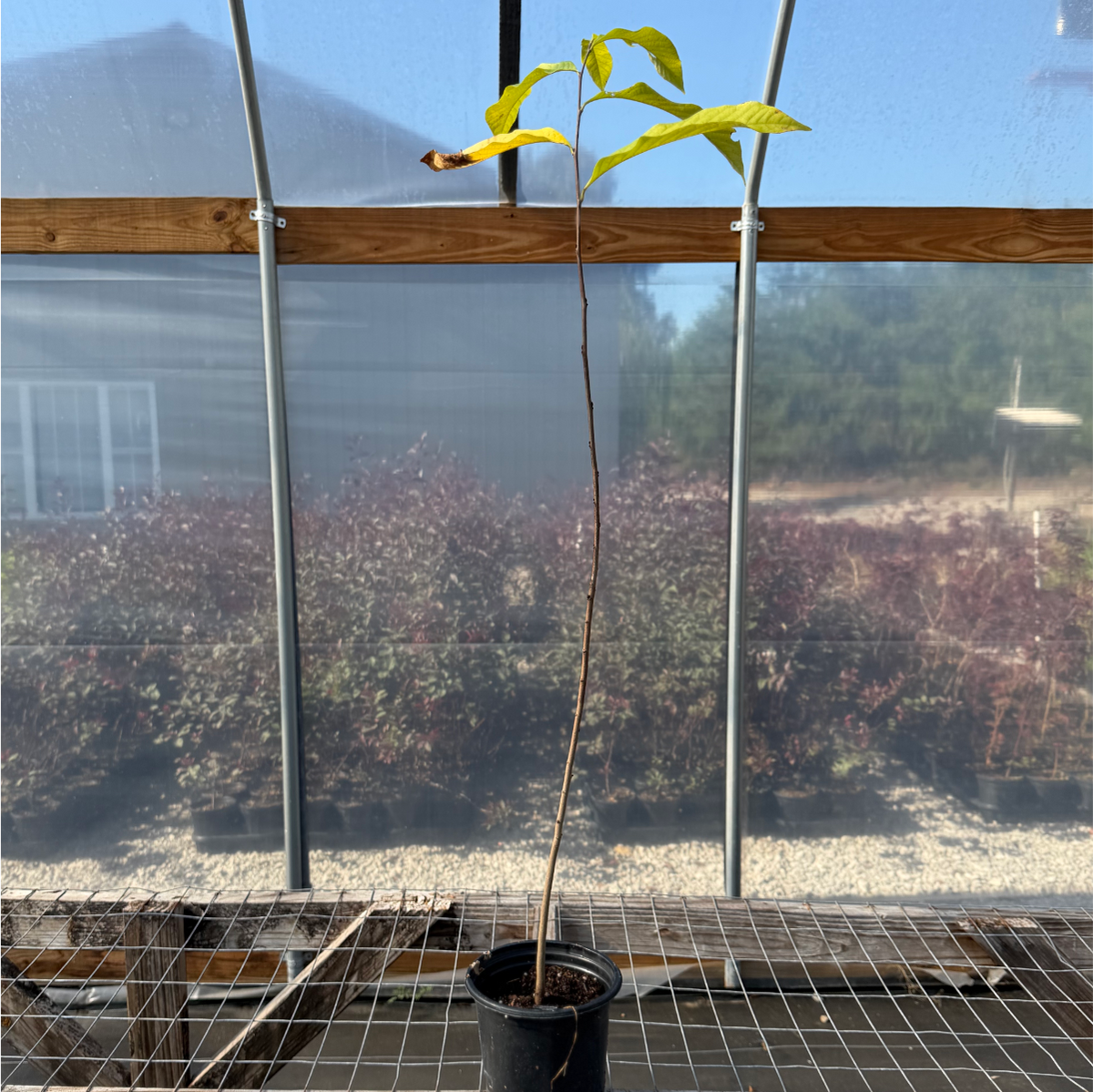 Pawpaw Tree - Asimina triloba