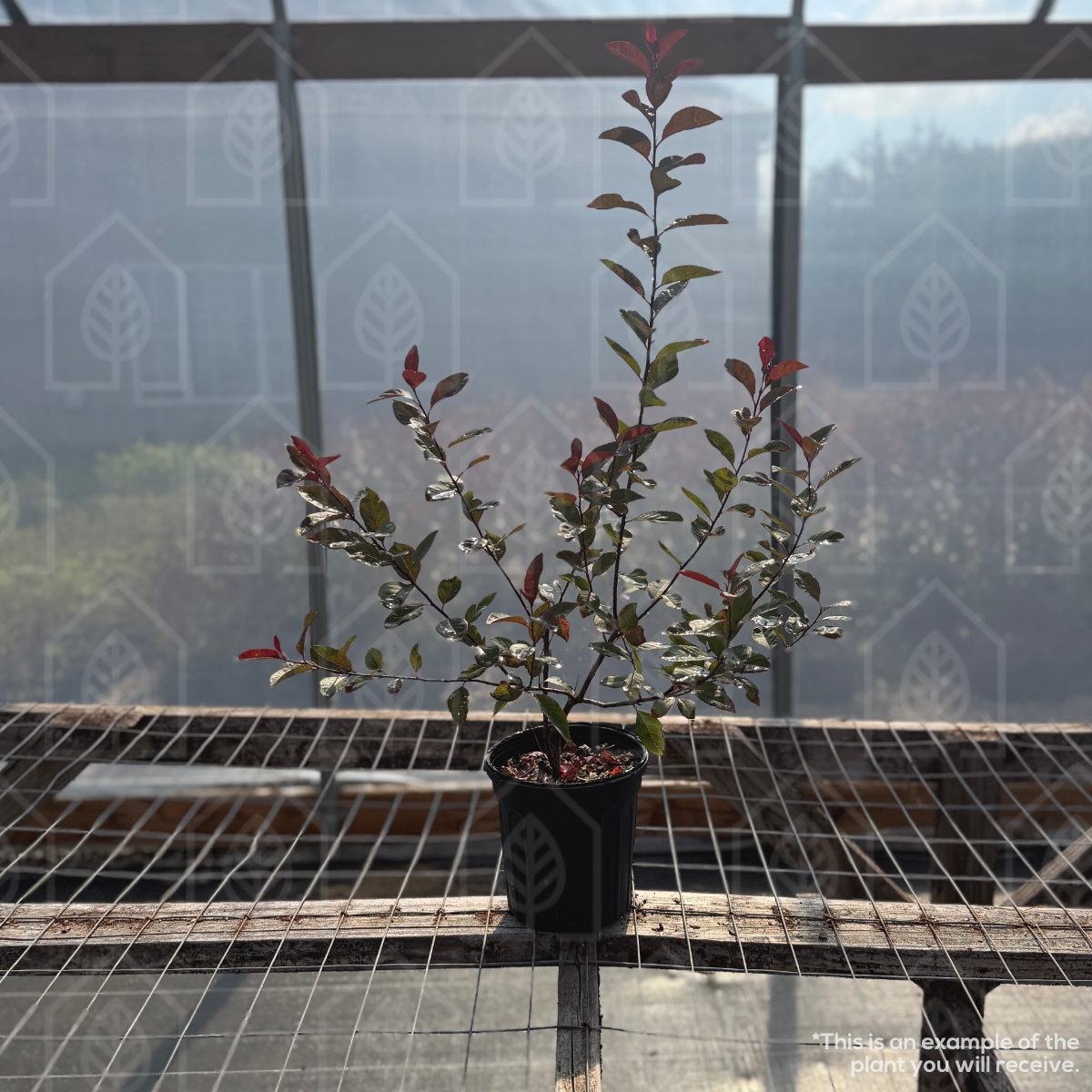 Purple Leaf Sandcherry - Prunus x cistena