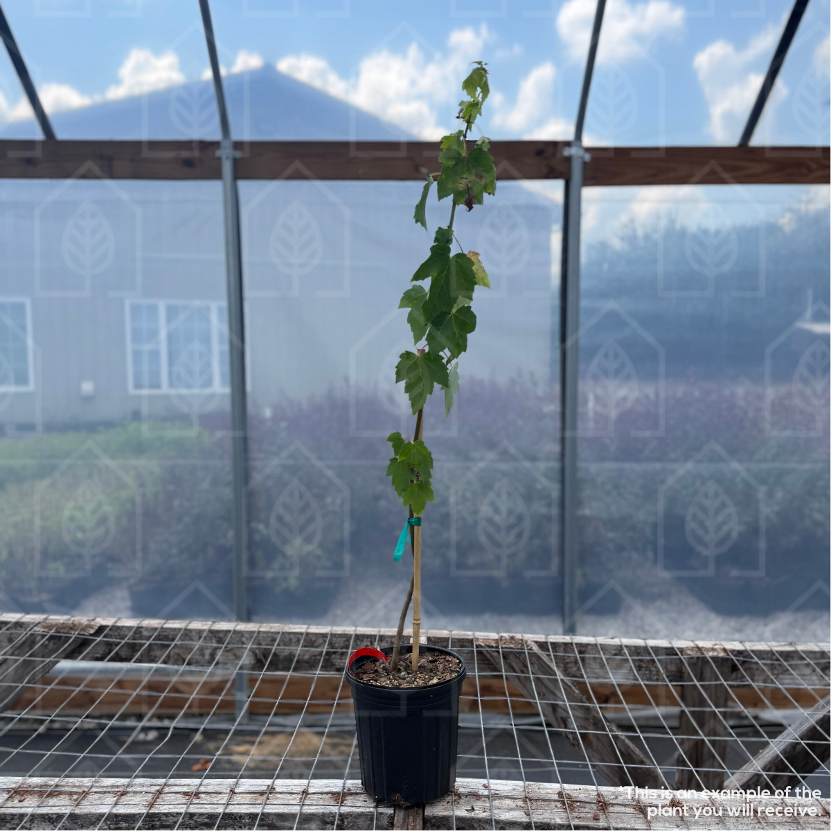 Red Sunset® Maple - Acer rubrum