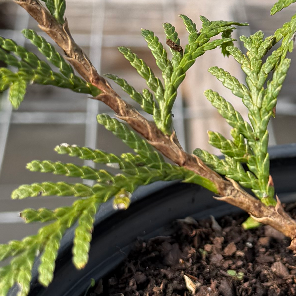 Thuja Green Giant Arborvitae - Thuja standishii x plicata 'Green Giant'