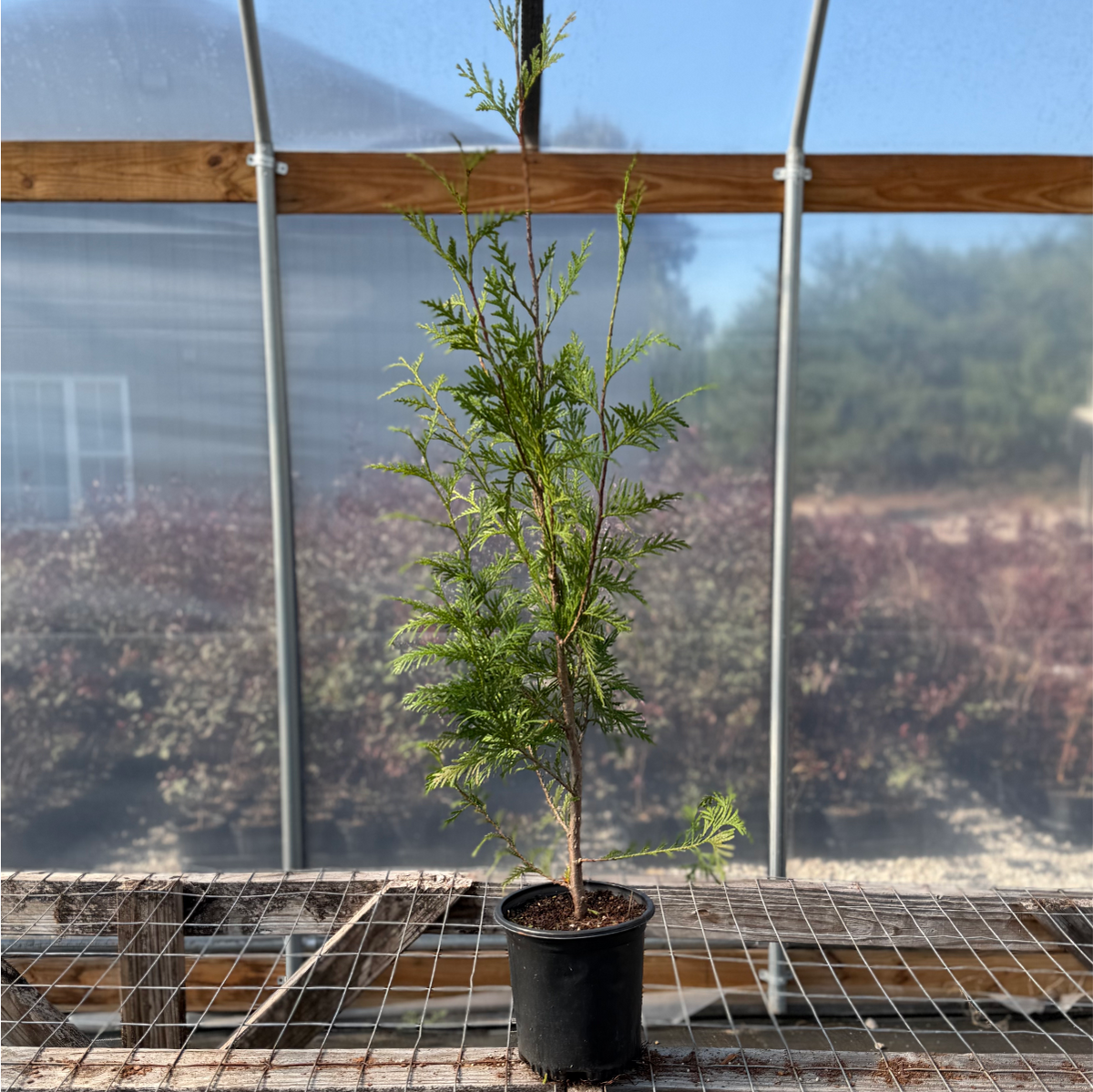 Thuja Green Giant Arborvitae - Thuja standishii x plicata 'Green Giant'