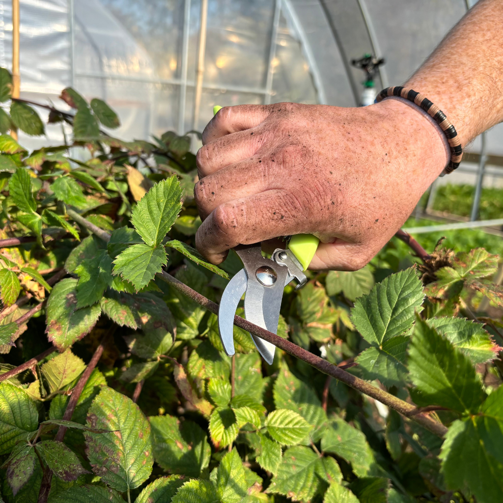 Gardening Shears