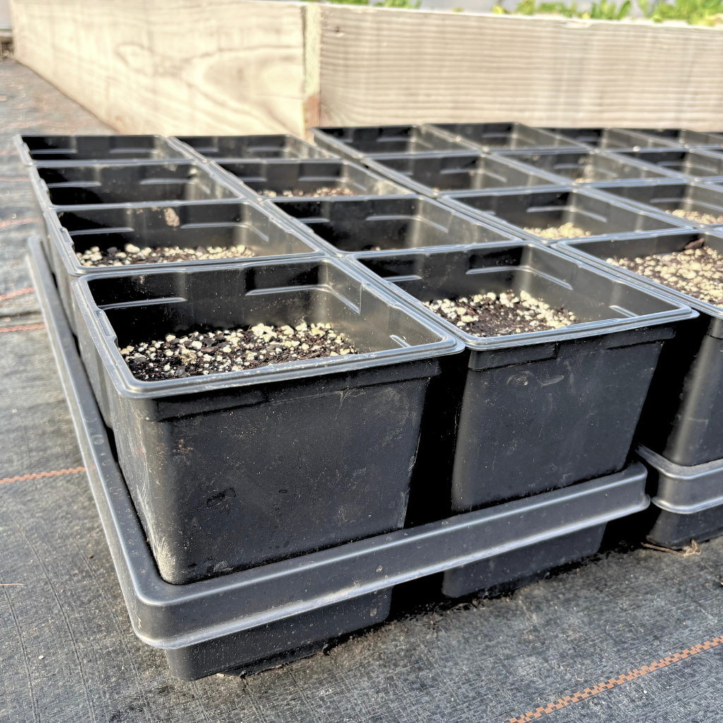 jumbo pots for plants 5.5" x 6" Jumbo Square Deep Greenhouse Pots