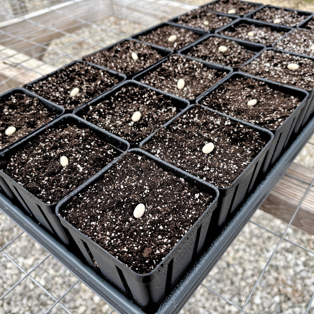 3.5 inch plant pots 3.5" x 5" Deep Black Square Greenhouse Mega Pots - P86D