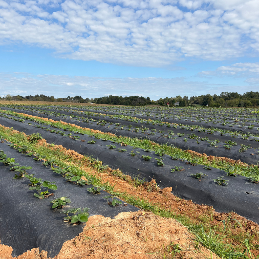 Black Plastic Mulch 1.0 mil Embossed