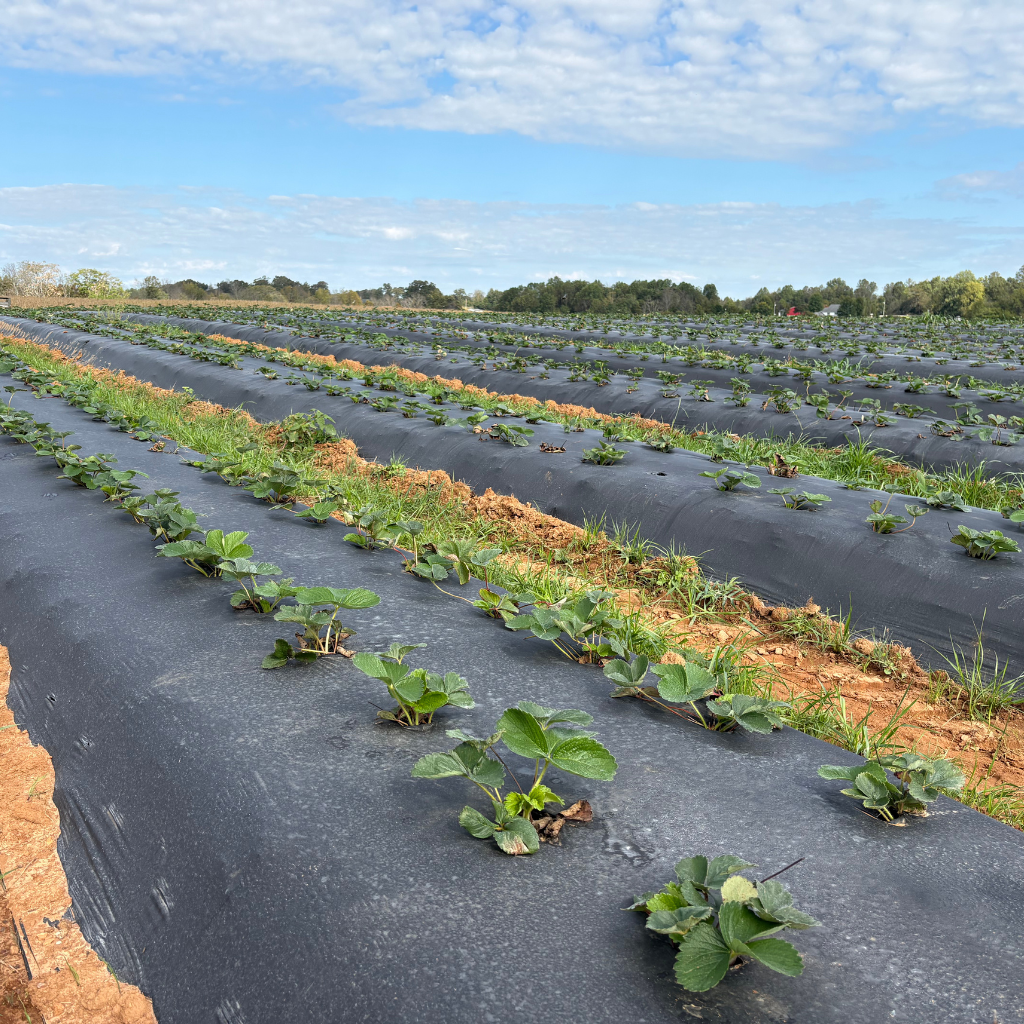 Black Plastic Mulch 1.0 mil Embossed