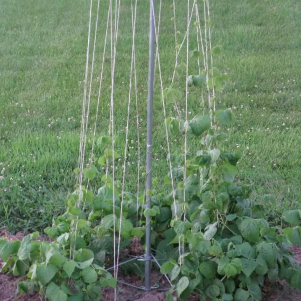 gurney's seed & nursery company bean tower plant trellis Bean Tower