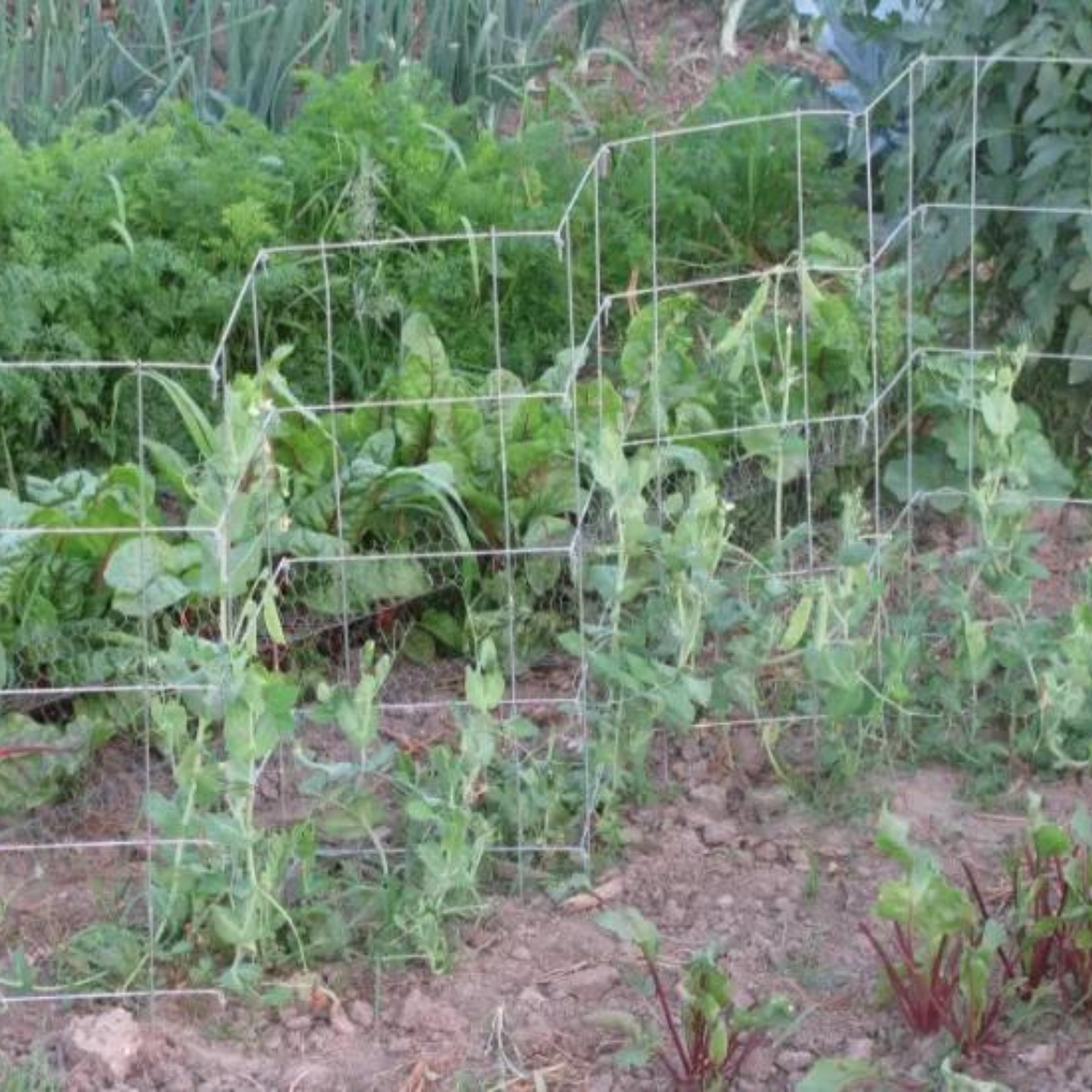 trellis herbicide 39" Pea Fence w/ 6 Panels