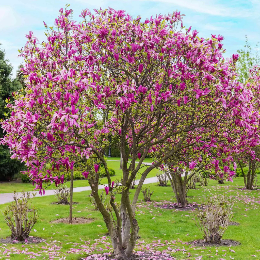 Jane Magnolia - Magnolia 'Jane'