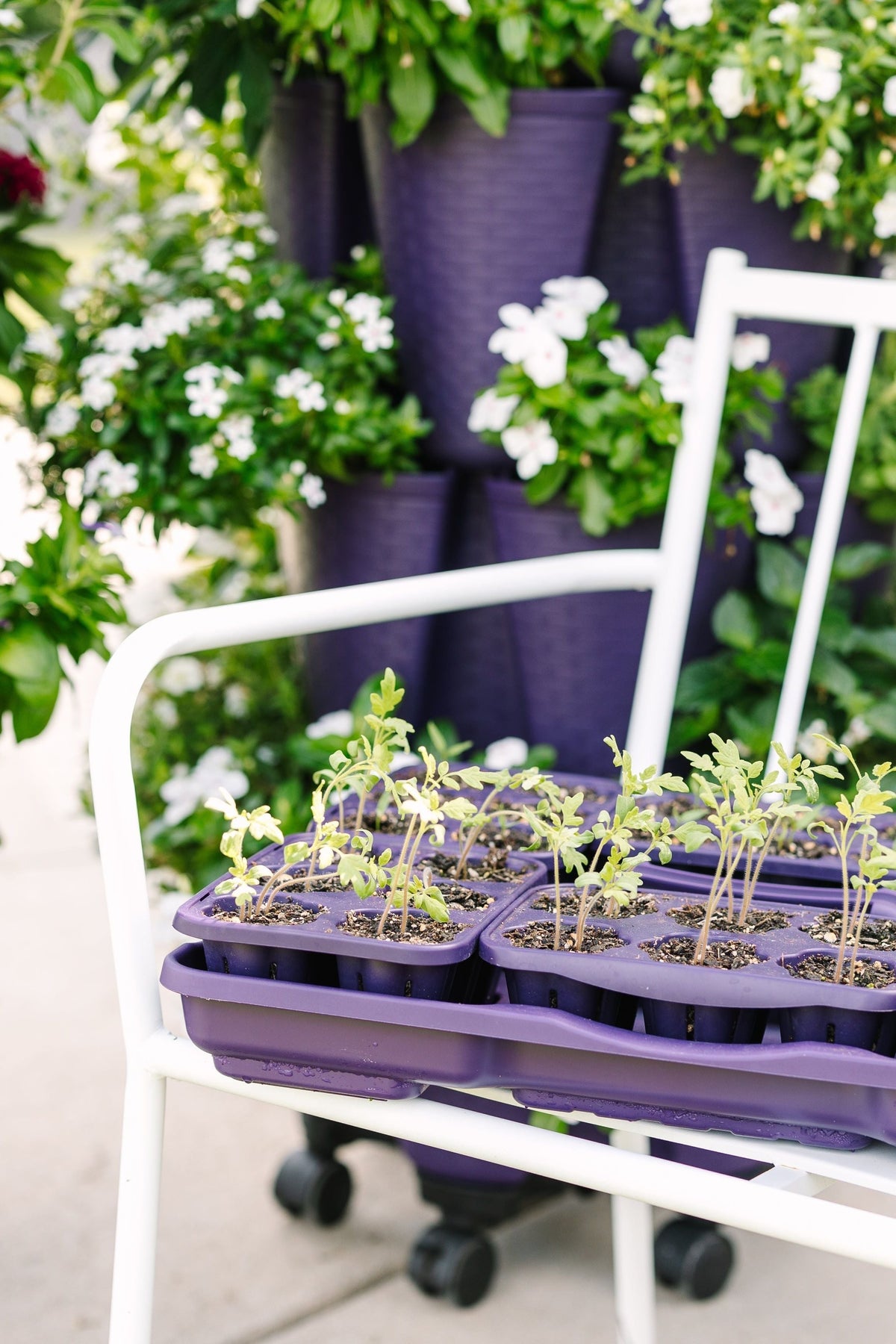 GreenStalk Seed Starter Kit | Blackberry 