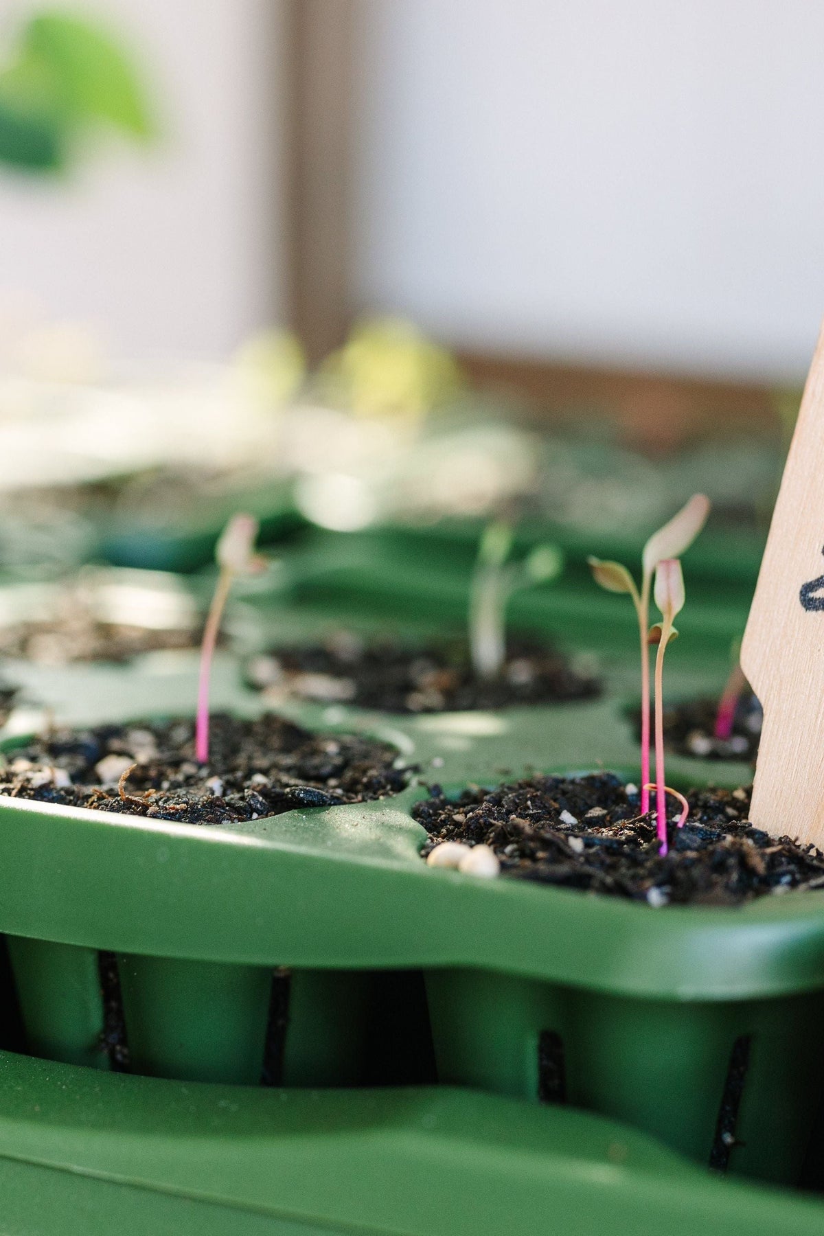 GreenStalk Seed Starter Kit with Domes | Evergreen 