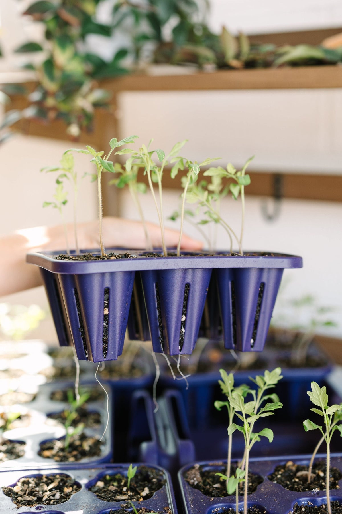 GreenStalk Seed Starter Kit | Blackberry 