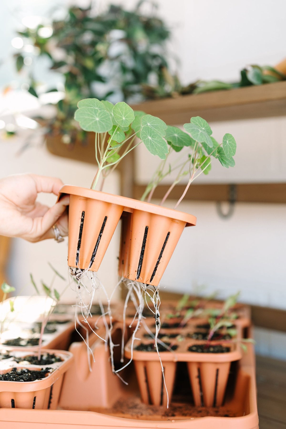 GreenStalk Seed Starter Kit | Classic Terracotta 