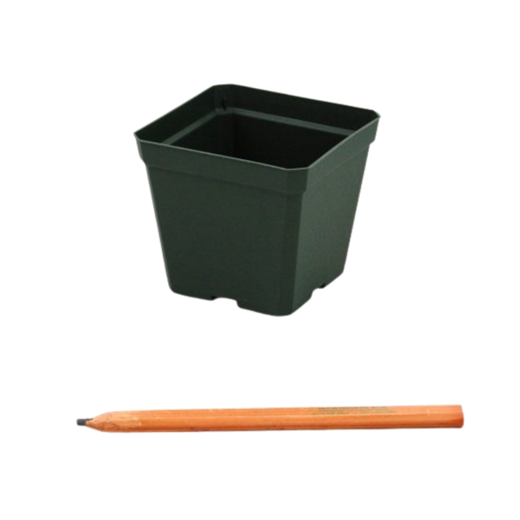 square black plastic plant pots 4.5" Square Pots